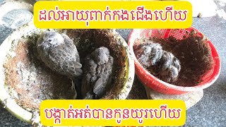 [លលកធ្នាក់] ពាក់កងជើងអោយកូនលលក