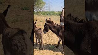 Donkeys of my village #shortsfeed #trending #donkeys #ytshorts #foryou