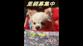 【里親決まりました】チワワのヒロ君紹介【保護犬】