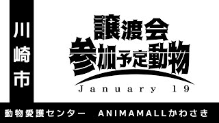 【1月19日譲渡会】参加動物紹介