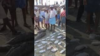 വിഴിഞ്ഞം കടപ്പുറത്തു ചാകര #vizhinjam  #ചാകര #squid #foodie #trending #viralvideo #shorts #trivandrum