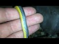 northern ring neck snake pt.2