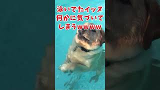 イッヌの動画見てクスッとなったら負けwww　#2ch動物スレ #動物 #犬 #shorts #2ch