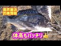 冬のフカセ釣り好調！良型チヌ釣れてます！ fishingmax芦屋店