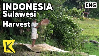 【K】Indonesia Travel-Sulawesi[인도네시아 여행-술라웨시]타나토라자, 추수하는 농촌 풍경/Harvest/Crops/Farm/Village/Tana Toraja