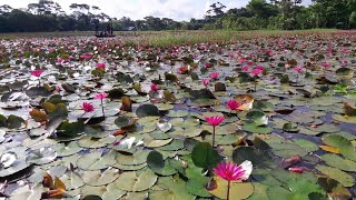 শাপলা ফুলের বিলে ভ্রমন। শাপলা দীঘি সাতলা গ্রাম,উজিরপুর, বরিশাল। Travelling to water lily flower lake