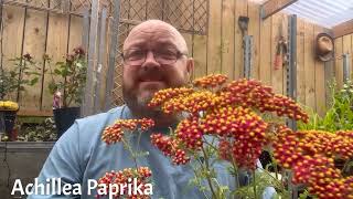 Achillea Paprika Plant Review: The Ultimate Guide to Growing Vibrant Yarrow