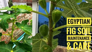 Egyptian Fig : soil maintenance and care for growing