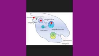 Student Video - Humberwood Grade 8A - Phagocytosis