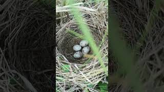 Beautiful Corn bunting (Emberiza calandra) nest with eggs 🥚🥚🥚 #shorts