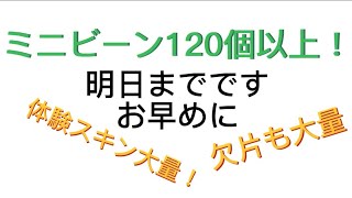 ［ミニワールド］ミニビーン120個確定！スキン体験！欠片大量！明日までですお早めに