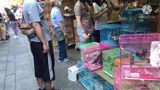 Bird Market in Yuen Po St. HONG KONG 2021