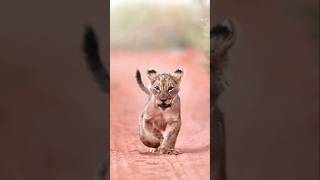 🦁 The Little King of the Wild – Lion Cub Adventures