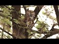 pearl spotted owlet calling