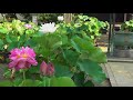 平塚「要法寺」のハスの花＜2018＞早朝から開門（６時半） lotus flowers in japan 　7月上旬～下旬　松雲山要法寺　神奈川県平塚市平塚