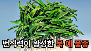 홍모단에 대한 영상입니다