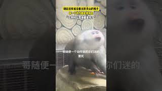 #趣闻 黔灵山的猴子火了，它是怎么做到浑身都是戏的🤣？#shortsvideo #猴子 #搞怪 #搞笑 #迷惑行为