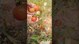 ଦେଶି ଟମାଟୋର ଚାଷ(organic desi tomato farming)