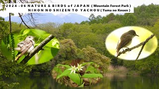 2024  - 06  NATURE \u0026 BIRDS of JAPAN  ( Mountain Forest Park )