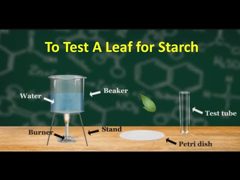 What stores pigments fats and starches in plants?