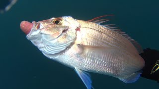 Ψαροντούφεκο με Τσαούσι στα βαθιά🔱Spearfishing Sakis Tsonis in the deep👍👍👍