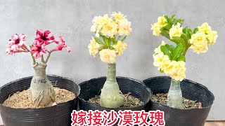 從0到1教你嫁接沙漠玫瑰，開出多種鮮豔好看的花朵        Teach you to graft desert roses from 0 to 1 and bloom bright flowers