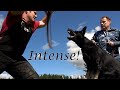 Kraftwerk K9 German Shepherds - Active Aggression Under Full Control!