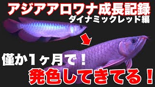 【成長記録】アジアアロワナダイナミックレッドの1ヵ月の成長！熱帯魚AQUARIUMアクアリウム