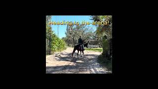 Taking lessons@inthebreezeranch2030 🐴#horsebackriding #horses #horseriding #shorts #florida #horse