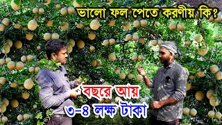 বারোমাসি থাই কদবেল চাষ করে সফল রমজান | বাণিজ্যিক ভাবে কদবেল চাষ বছরে আয় ৩-৪ লক্ষ টাকা | ফল বাগান