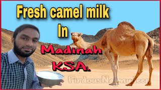 Fresh Camel Milk | in Madinah | KSA.