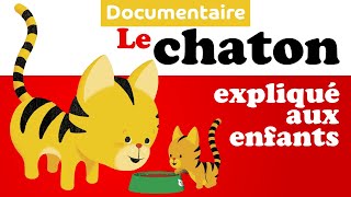 CHAT \u0026 CHATON documentaire animalier pour enfant de maternelle