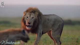 Best lion vs hyena real flight hyena lion attack hunting fight!