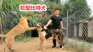 收了一只巨型比特犬，斗犬之王进驻猛犬基地，中亚牧羊犬能否一战