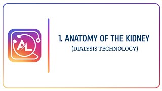 ANATOMY OF THE KIDNEY | DT | LECTURE 1 | ALLIED LECDEM.