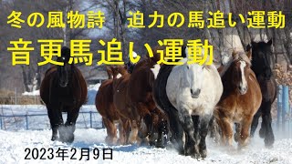 【冬の風物詩　迫力の馬追い運動　音更馬追い運動】　孤独のドライブ #音更　十勝の音更町の牧場ではこの時期、馬の運動不足を解消するため恒例の「馬追い」が行われています。