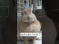 ちょっと怒ってる うさみ うさぎ rabbit bunny