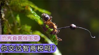 这就是曾经被炒作为神药的虫草，冬虫夏草形成过程令人不寒而栗