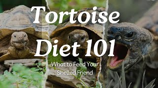 Tortoise Diet 101: What to Feed Your Shelled Friend