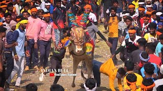 Top Bennegeri Horihabba 2024 Part 2| ಬೆಣ್ಣೆಗೇರಿ ಹೋರಿಹಬ್ಬ 2024 | horihabba jallikattu