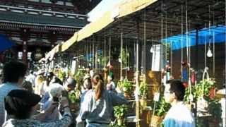 Hozuki-Ichi (Ground Cherry Pod Fair) at Senso-ji Temple, 2012 (1) (浅草寺 ほおずき市)