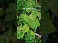 #how to #propagate #bougainvillea from #stem #cuttings #gardentips #shortsfeed #viral #video #shorts