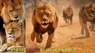 एशियाई शेरों का घर है भारत | indian history | wild animals documentary | indian wild life