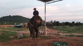 กราบขอบพระคุณป้าอี๊ดและคุณลุงเป็นอย่างสูงค่ะที่เมตตาผลไม้ให้กุ๊กกิ๊กค่ะ🙏🙏🙏🐘