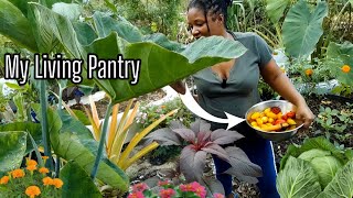 My Living Pantry//Eating Fresh Harvest From My Container Garden Everyday