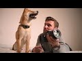 shiba inu vs basenji which breed is right for you dog vs dog