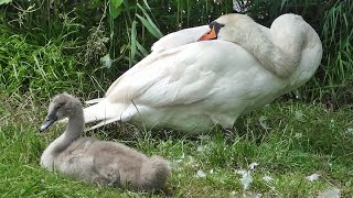 Bird Facts: The Mute Swan