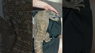 爪切り終わった余韻に浸りずっとこのままでいるオオトカゲ　サバンナモニター　ぼぅ #reptile #animal #lizard #pet #petlizard #petanimals