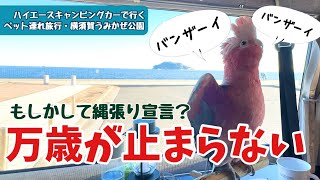 【ペットと旅行】横須賀で自然と食を満喫♪美しい日の出の様子も見てね【おしゃべりモモイロインコの春ちゃん】