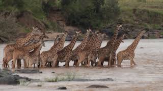 migration part 2 of the Maasai giraffes crossing Mara river.